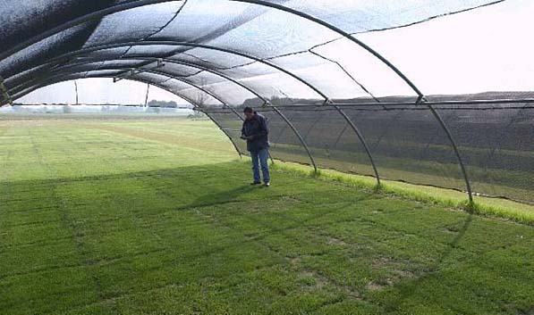 Research and development of shade-tolerant varieties